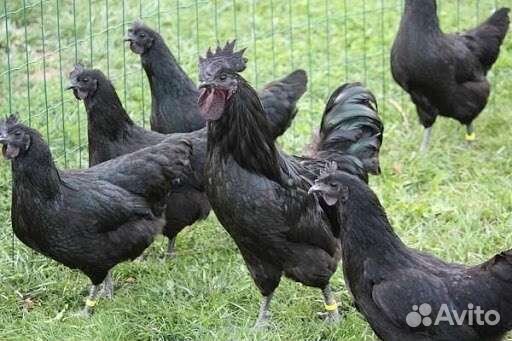 Цыплята и инкубационное яйцо. Ухейлюй, австролорп