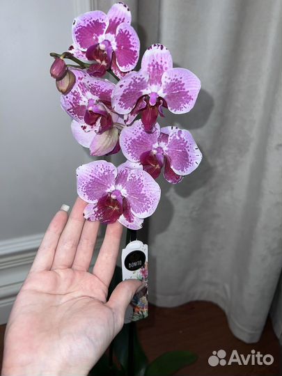 Орхидея яркая разноцветная