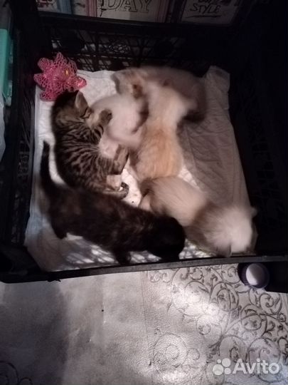 Котята в добрые руки бесплатно