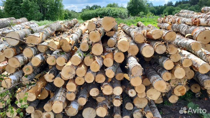 Береза кругляк