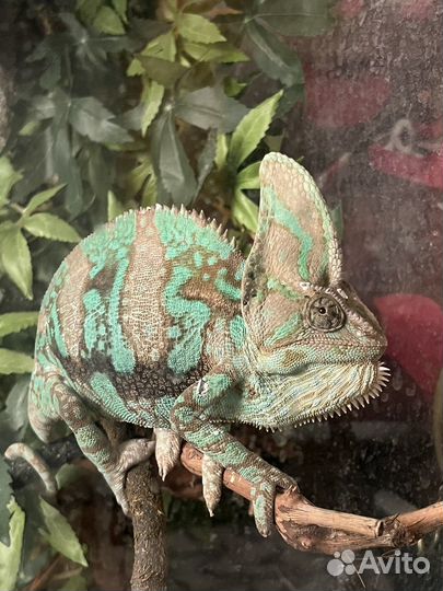 Йеменский хамелеон самец для спаривания/вязки