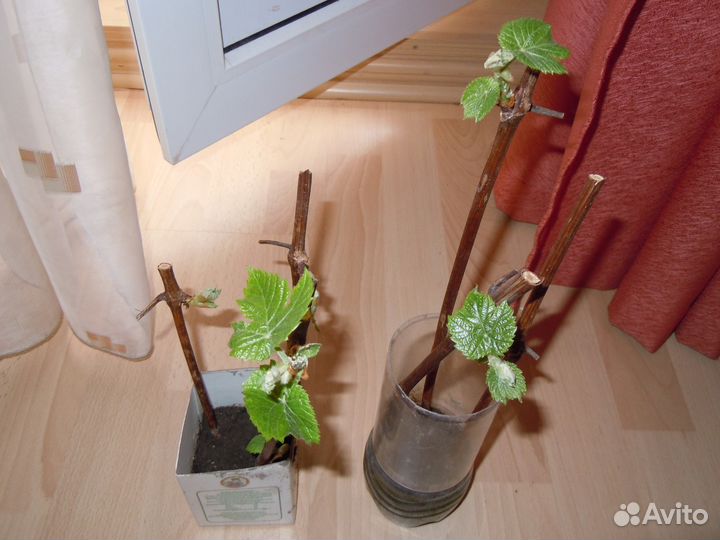 Черенки винограда для посадки