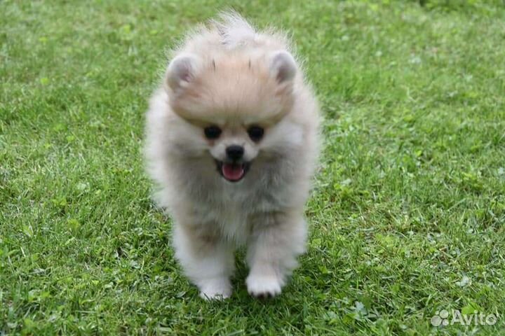 Мини шпиц мишки