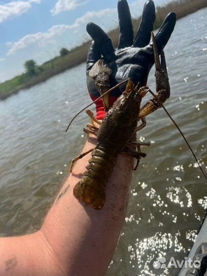 Раки.опт розница