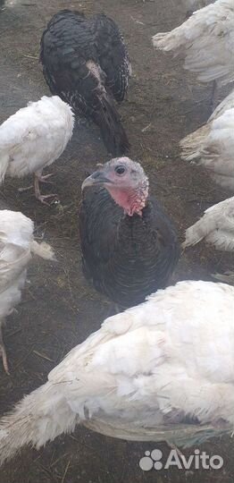 Молодые индюшки