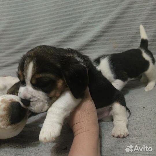 Щенки бигль