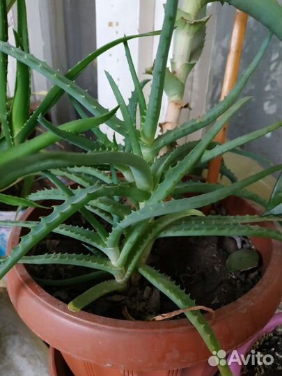 Лечебные растения каланхоэ алоэ вера толстянка