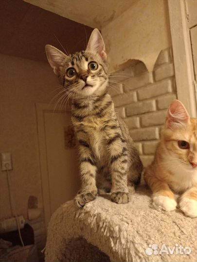 Кошка в дар, 3 месяца