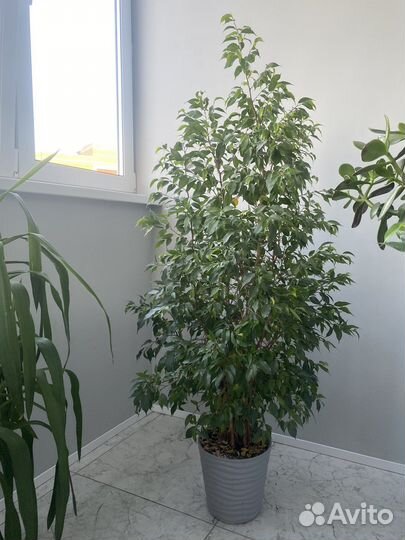 Фикус юкка шефлера цветы