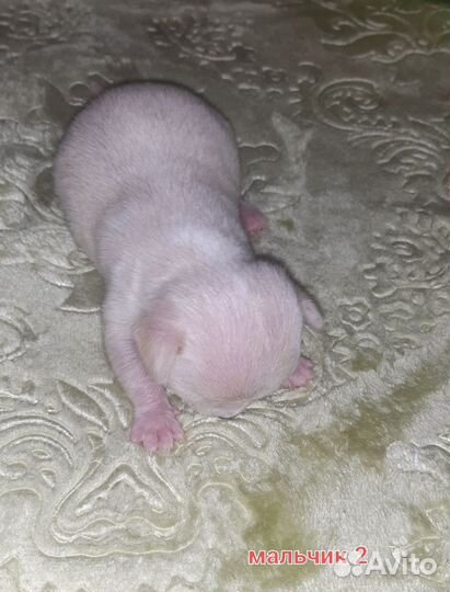 Мальчики мини, длинношёрстные, редкие окрасы