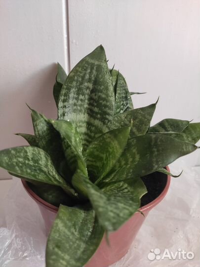 Сансевиерия