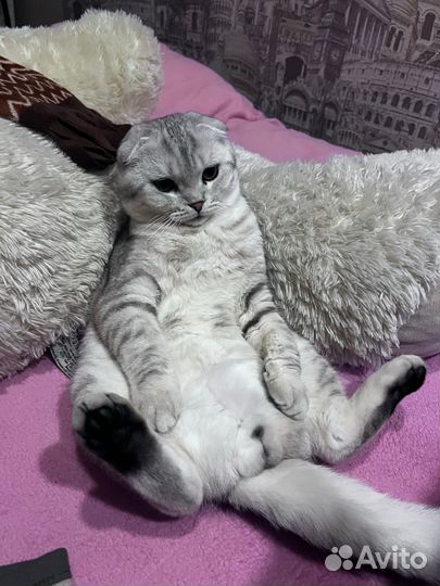 Котенок