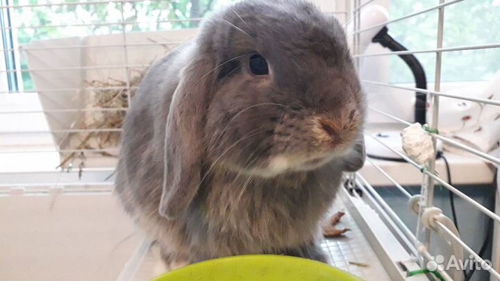 Передержка крыс, попугаев, морских свинок, хомяков