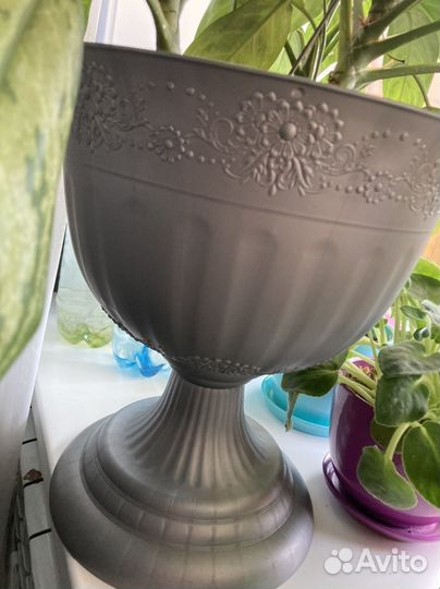 Цветок аглоунема