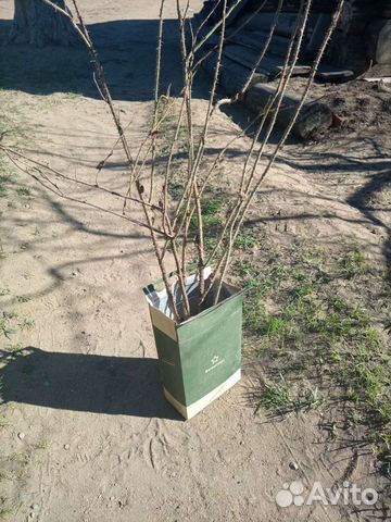 Роза садовая