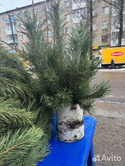 Новогодние дерево