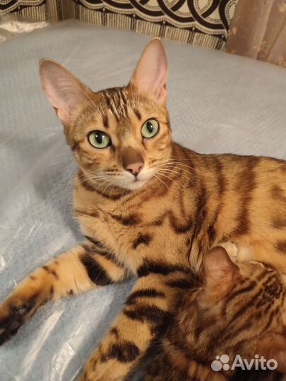 Бенгальская котята
