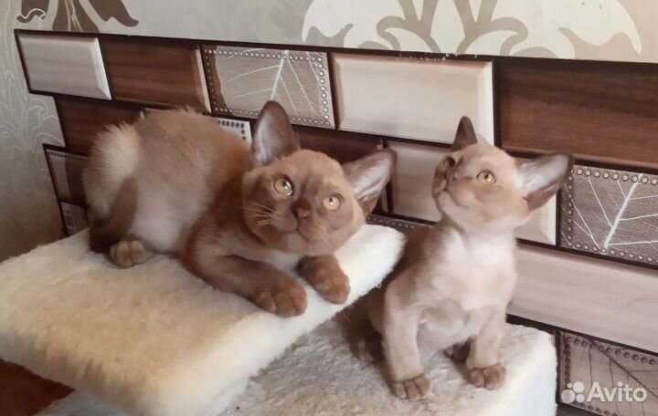 Бурманские котята
