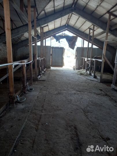 Продаётся действующая ферма со швицкими коровами