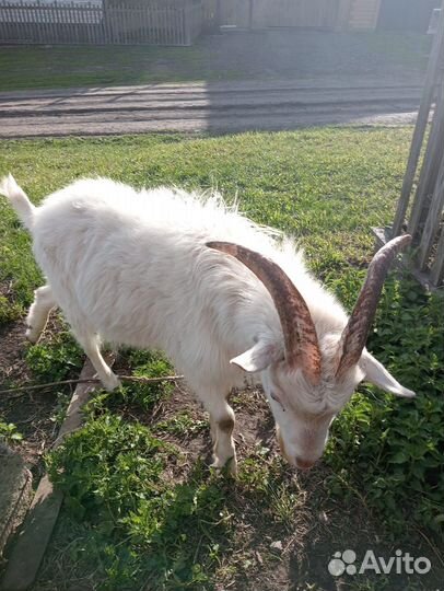 Продаю козла