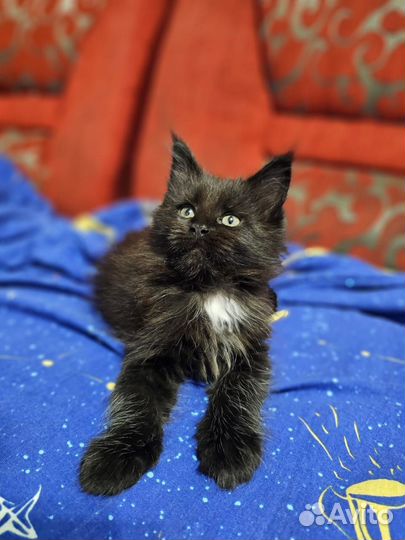 Котята мейн-кун