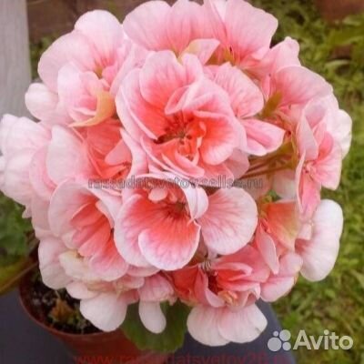 Пеларгония сортовая