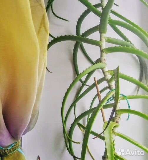 Алоэ лечебный столетник отростки