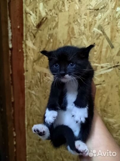 Кошка в дар