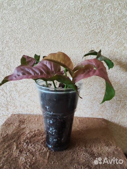 Комнатные растения