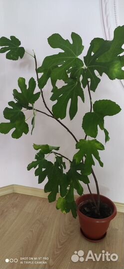 Саженцы инжира