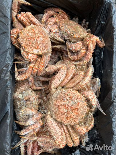 Крабы, раки, клешни