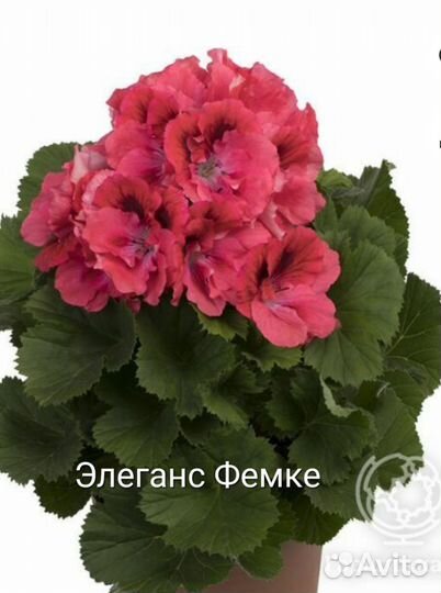 Сортовые королевские пеларгонии