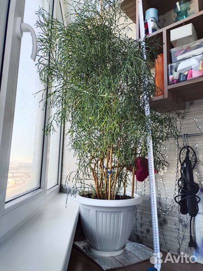 Комнатное растение Хатиора