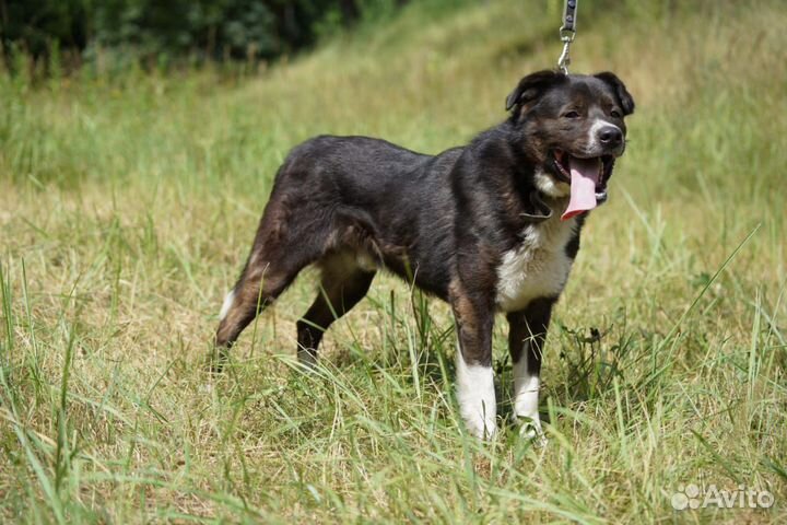 Бойка вы поисках лучшего дома