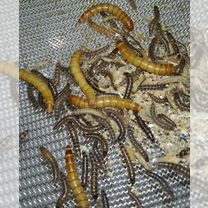 Личинки жука мини мучника, Донецк (Донецкая область)