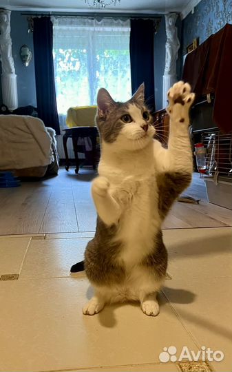 Томас в добрые руки