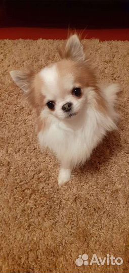 Чистокровный Чихуахуа вязка