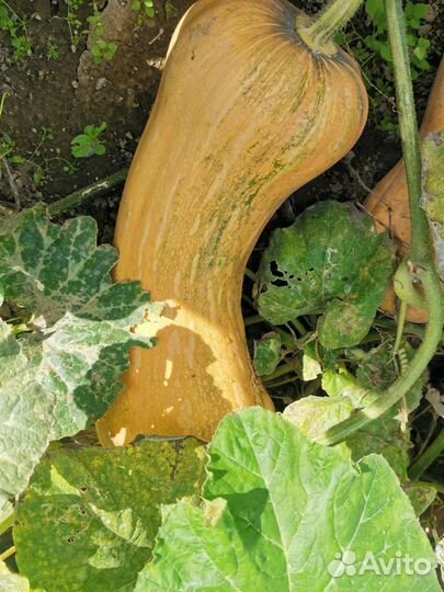 Тыква, зелень