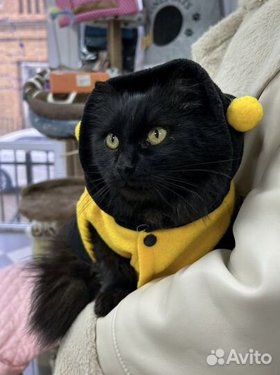 Кошка стерилизованная