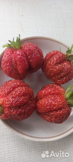 Продам усы клубники Купчиха, Елизавета,Фестивальн