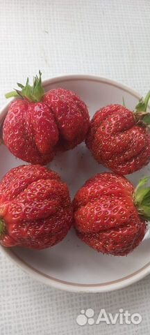 Продам усы клубники Купчиха, Елизавета,Фестивальн