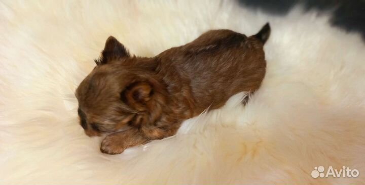 Йоркширский терьер/ цветной йорк