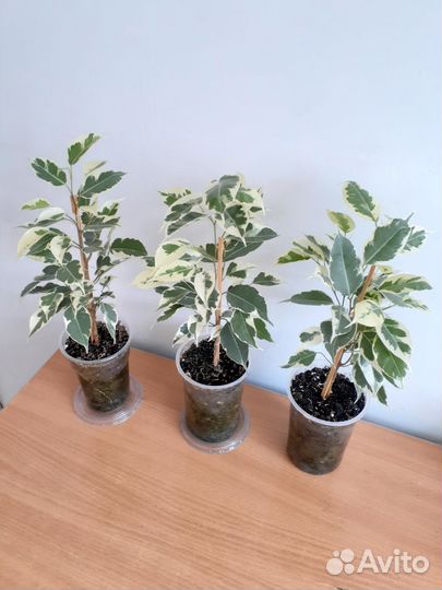 Фикус Бенджамин