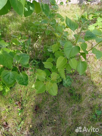 Сирень махровая