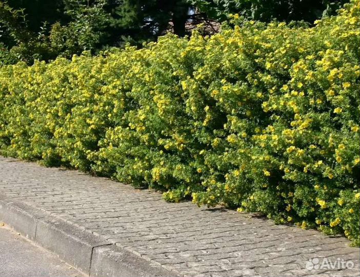 Клён 200. Акация 100