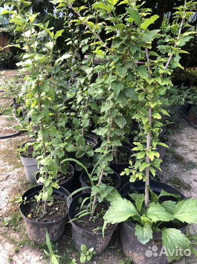 Гибискус древовидный