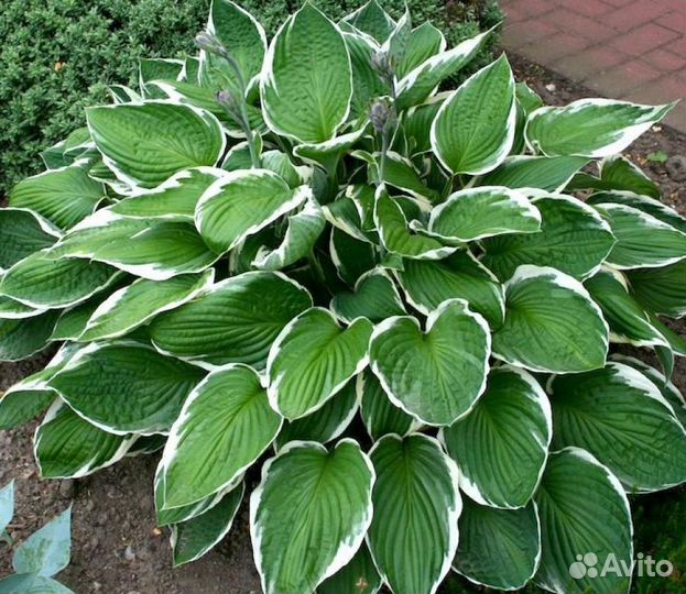 Хосты, папоротники, роджерсии и др