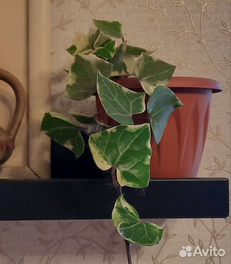 Вьющееся декоративное домашнее растение