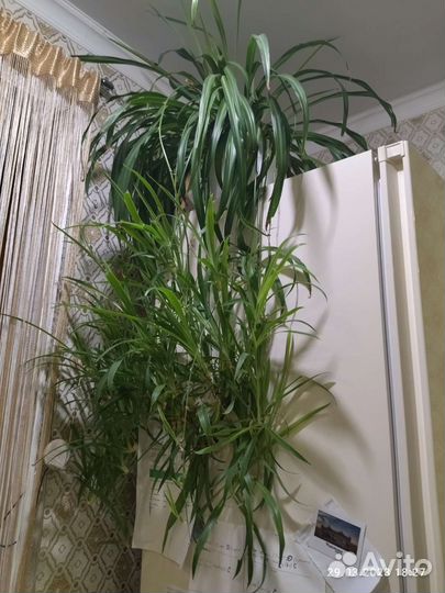 Хлорофитум детки продам