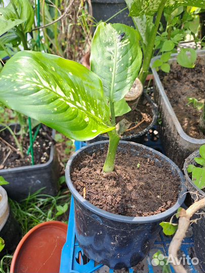 Диффенбахия